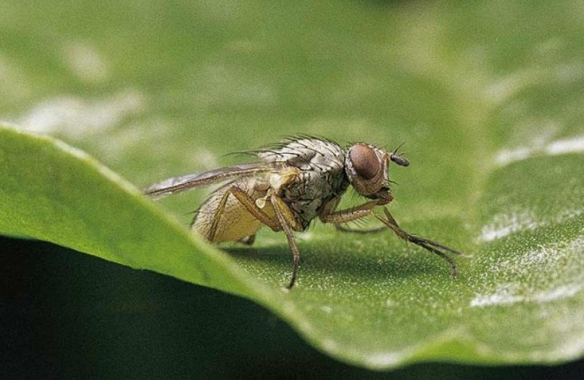 Как убить личинок мух?