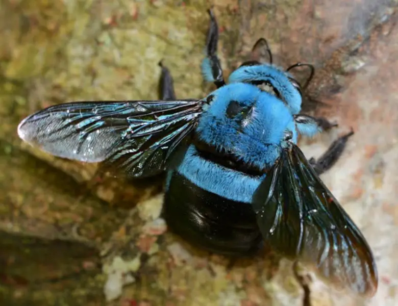 Пчела плотник насекомое. описание, особенности, образ жизни и среда обитания пчелы