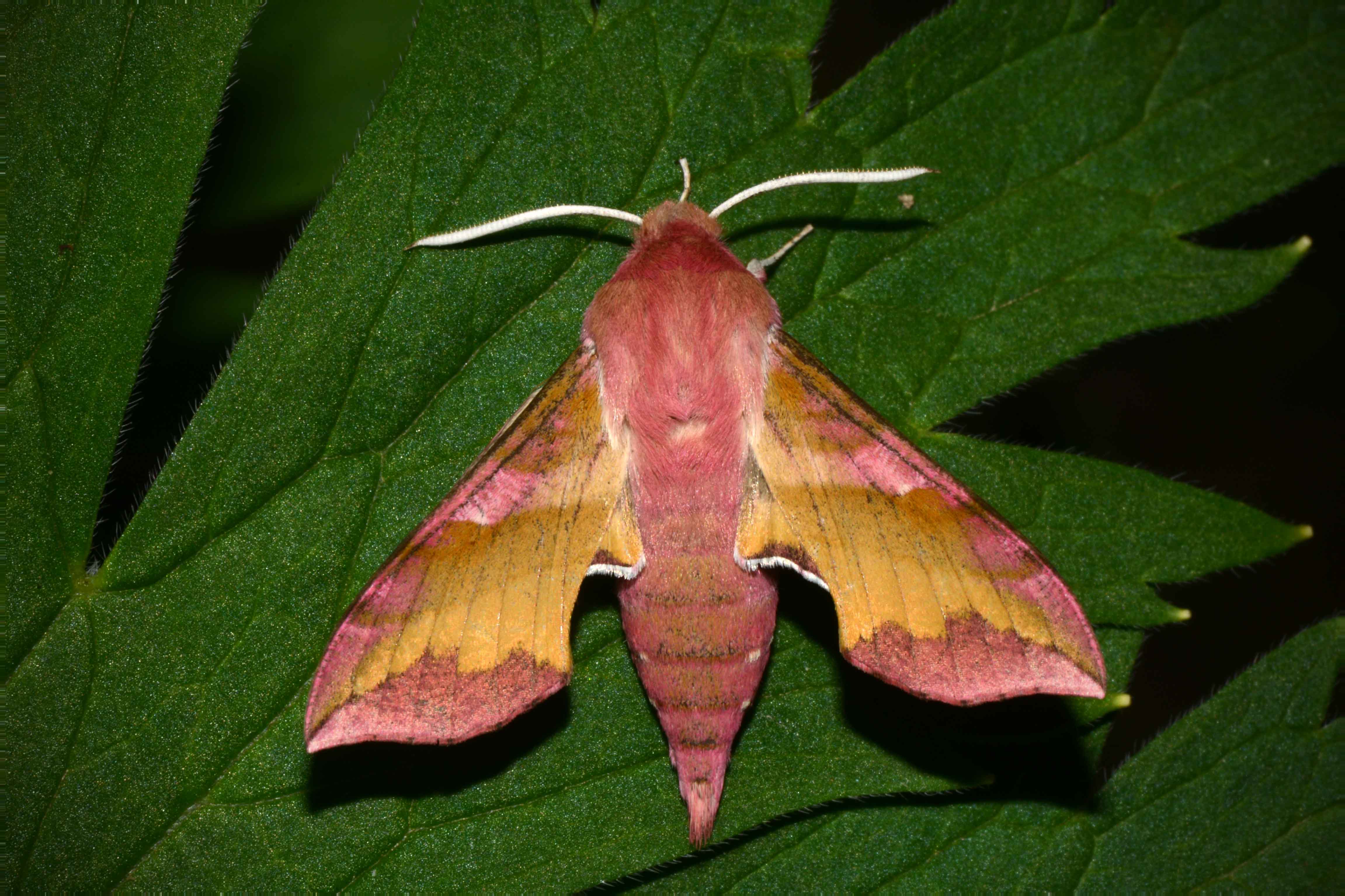 Бражник Deilephila porcellus