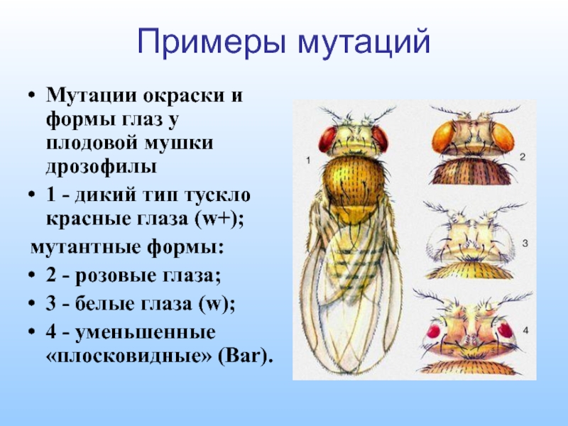 Среда обитания мухи