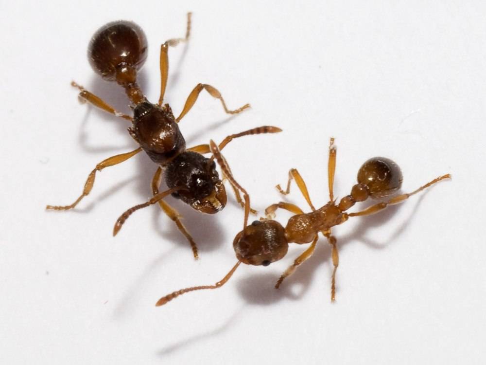 Сколько лап у муравья