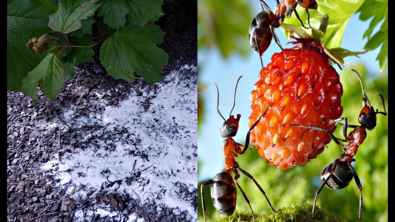 Как избавиться от муравьев на клубнике?