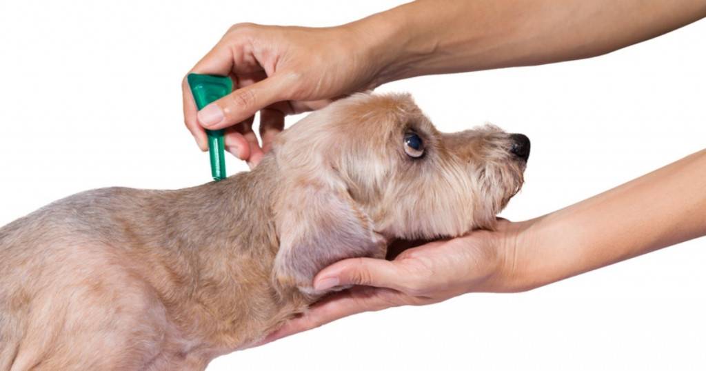 Первые прививки щенкам: как защитить малыша от опасных инфекций - kot-pes