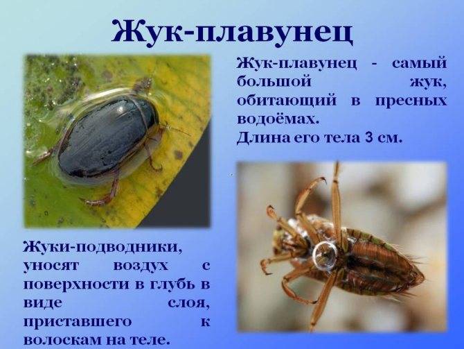 Сколько живет жук плавунец