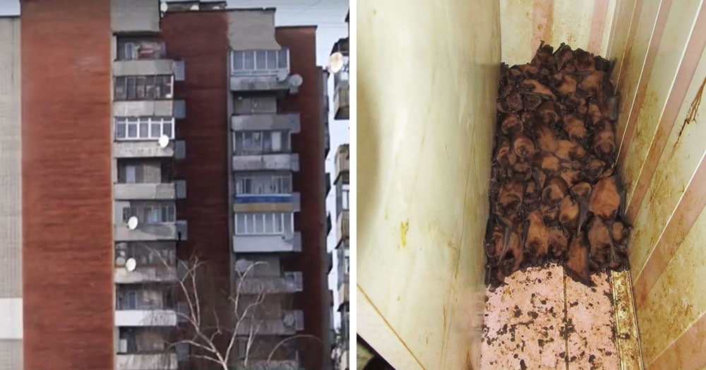 Как избавиться от летучих мышей на даче, в доме и в квартире
