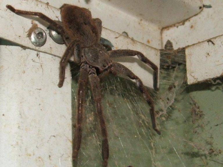Почему появляются пауки в квартире и как от них избавиться при помощи химических и народных средств