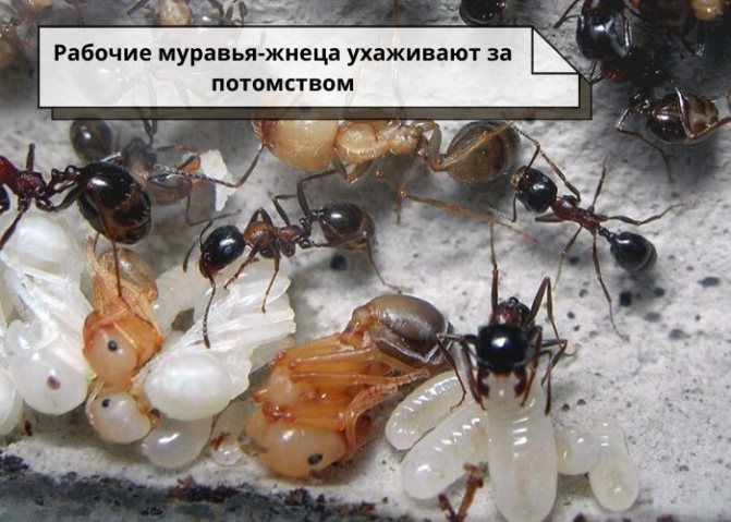 Размножение и стадии развития муравьев
