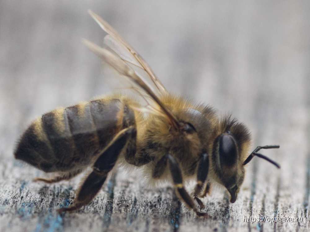 Пчела среднерусская (темная лесная) особенности и достоинства