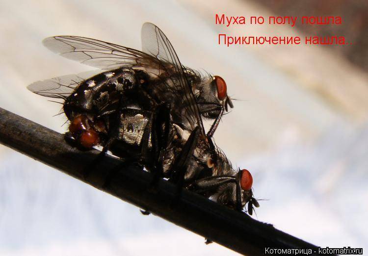 Почему мухи лезут в лицо. почему мухи садятся на человека. причины, по которым мухи садятся на людей