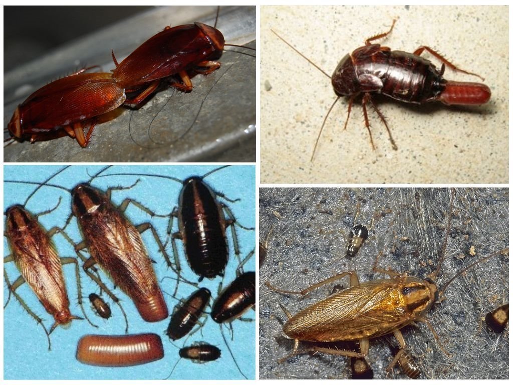 Как быстро размножаются домашние тараканы и как выглядит их самка?