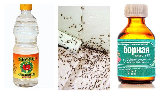Борная кислота для уничтожения муравьёв в квартире