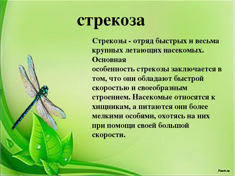 Что такое стрекоза: описание, класс насекомого, стадии развития