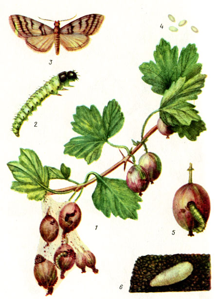Вредители смородины и крыжовника описание с фотографиями