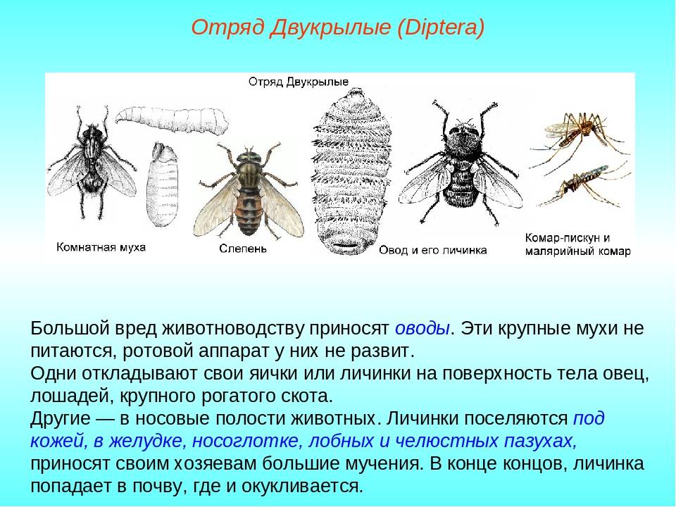 Природные истребители мух, растения, пауки, птицы, микроорганизмы