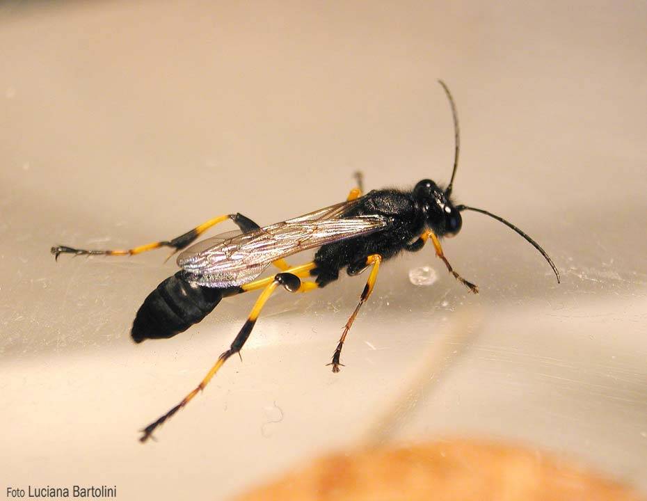 Название небольшой необычайно-стройной полосатой мухи похожей на осу: ответы ученых