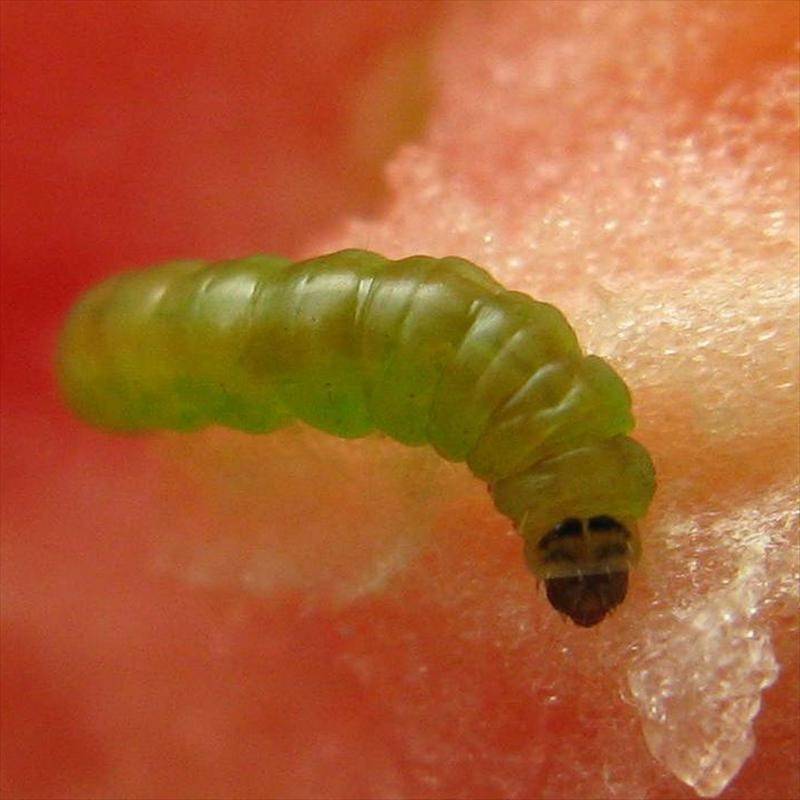 Томатная (минирующая) моль: как избавиться от насекомого из теплицы