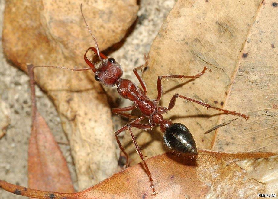 Виды муравьев и особенности жизни: как выглядят, фото, сколько живут и прочее