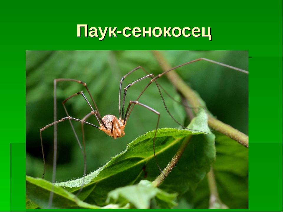Кто такой сенокосец и откуда произошло название