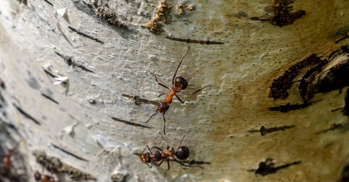 Чем полезны муравьи