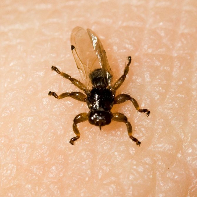 Лосиный клещ: опасен ли для человека, защита от мухи кровососки