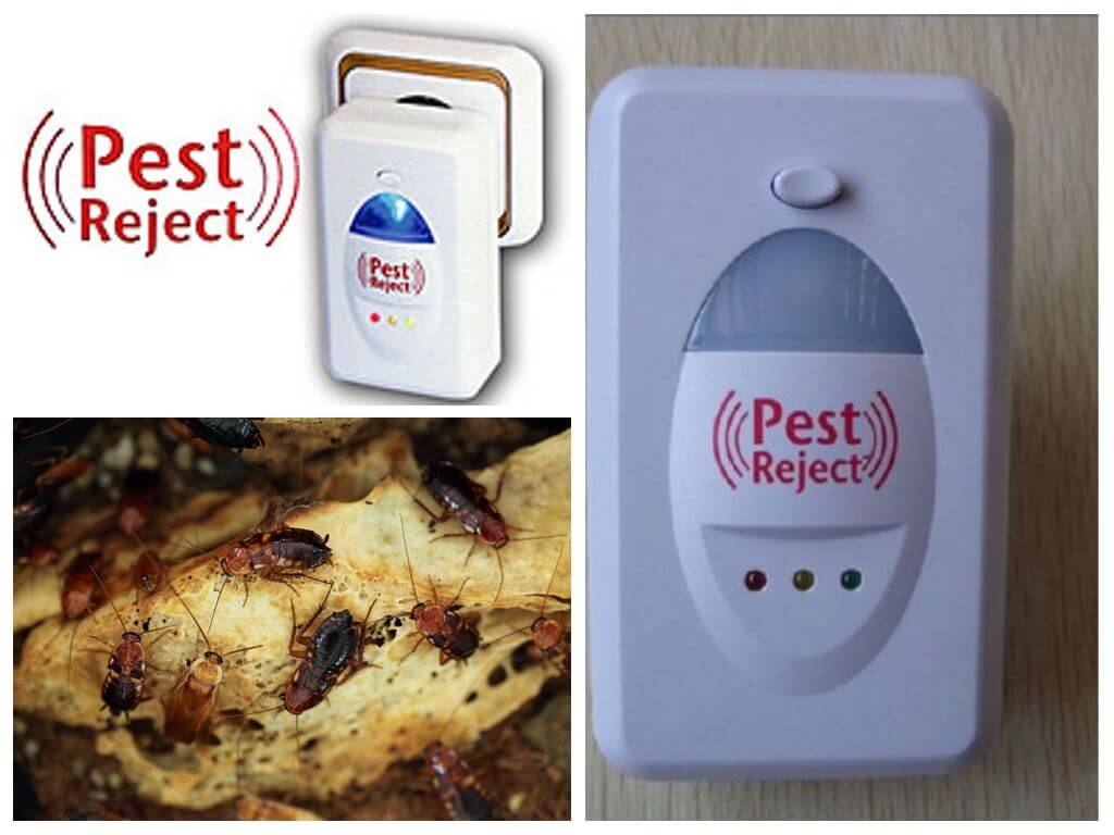 Чего боятся тараканы в квартире: с помощью каких запахов и иных способов можно их отпугнуть?