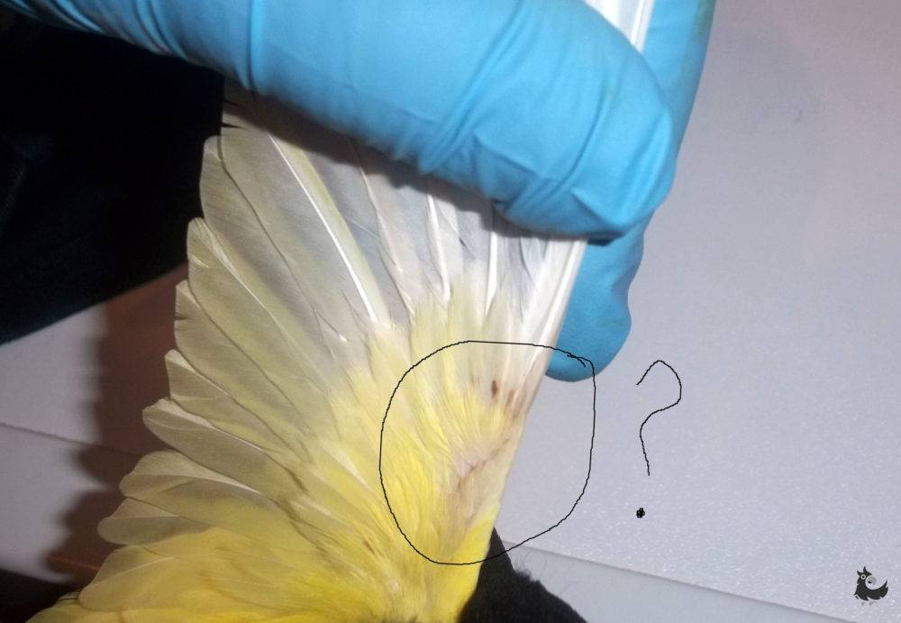 Как избавиться от блох у попугаев