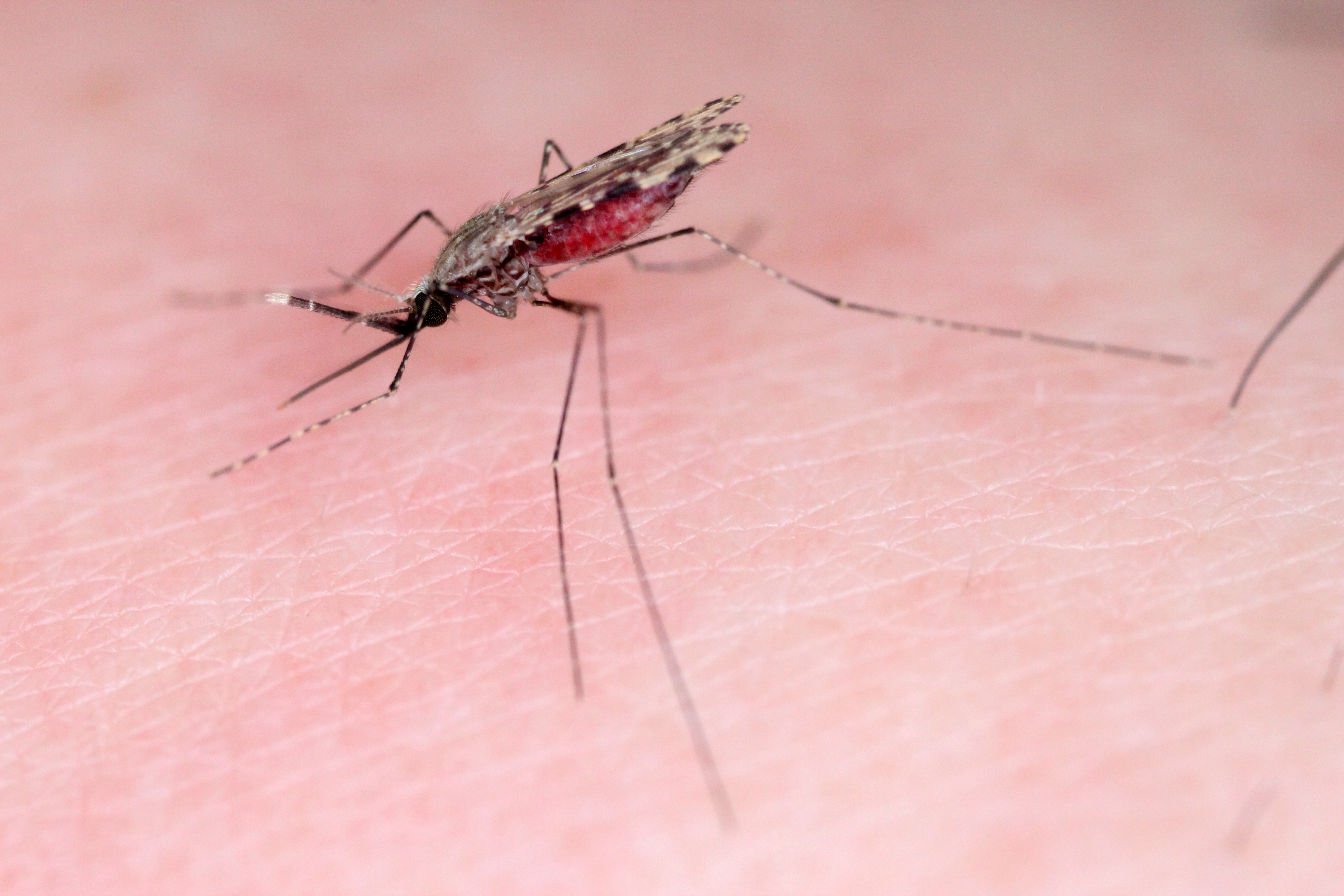 Всё о малярийном комаре: чем опасен и как его отличить?