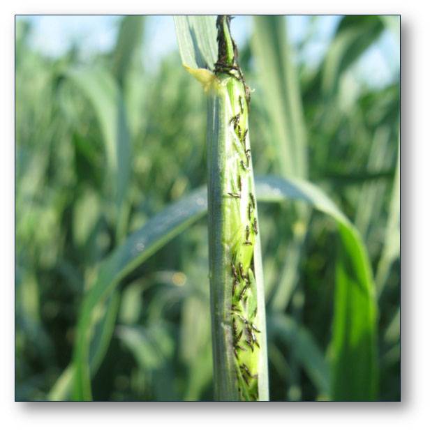 Трипс пшеничный | справочник пестициды.ru