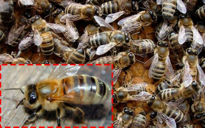 Миролюбивость и зимостойкость карпатской пчелы