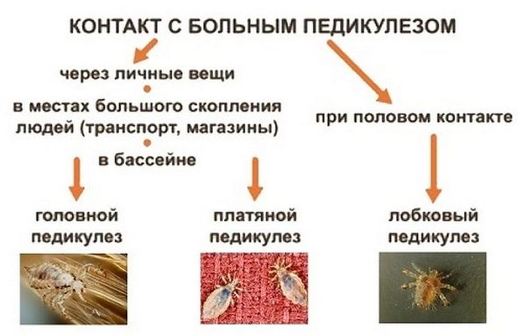 Как можно заразиться вшами в транспорте