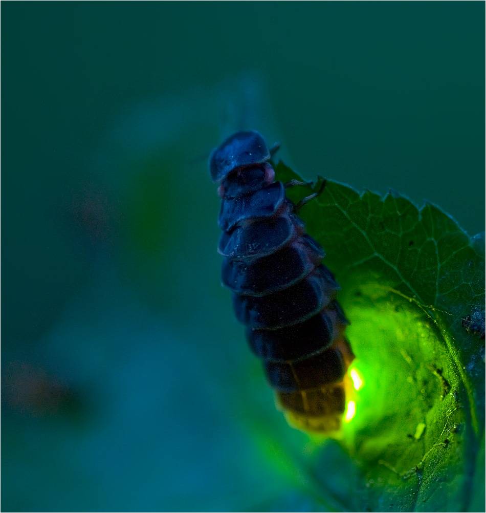 Светлячок насекомое. образ жизни и среда обитания светлячка