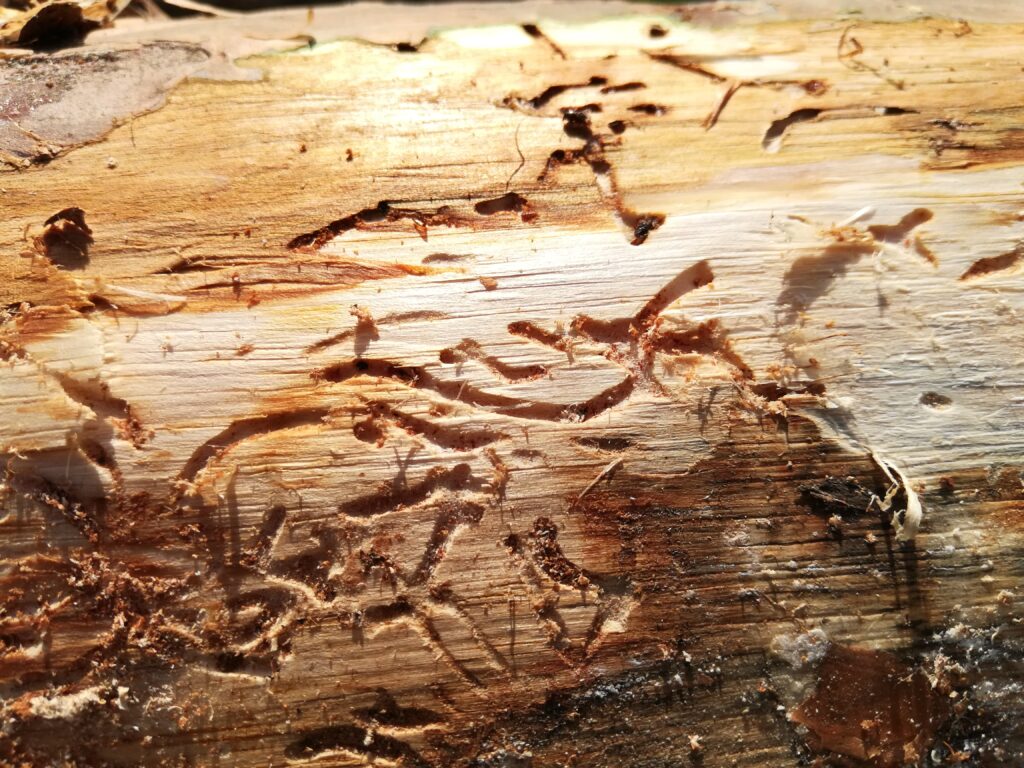 Древесный жук в деревянном доме. шашель или жук — древоточец: фото насекомого, как распознать присутствие и как от него избавиться. распознаем врага: что нужно знать