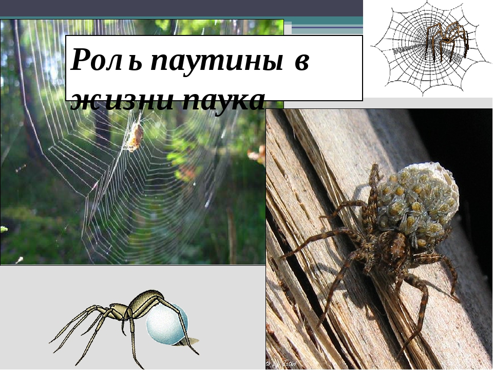 Среда жизни пауков. Паук с хитиновым панцирем. Продолжительность жизни обычных пауков. Сколько живут пауки обычные в России. Сколько живут пауки обычные уличные.
