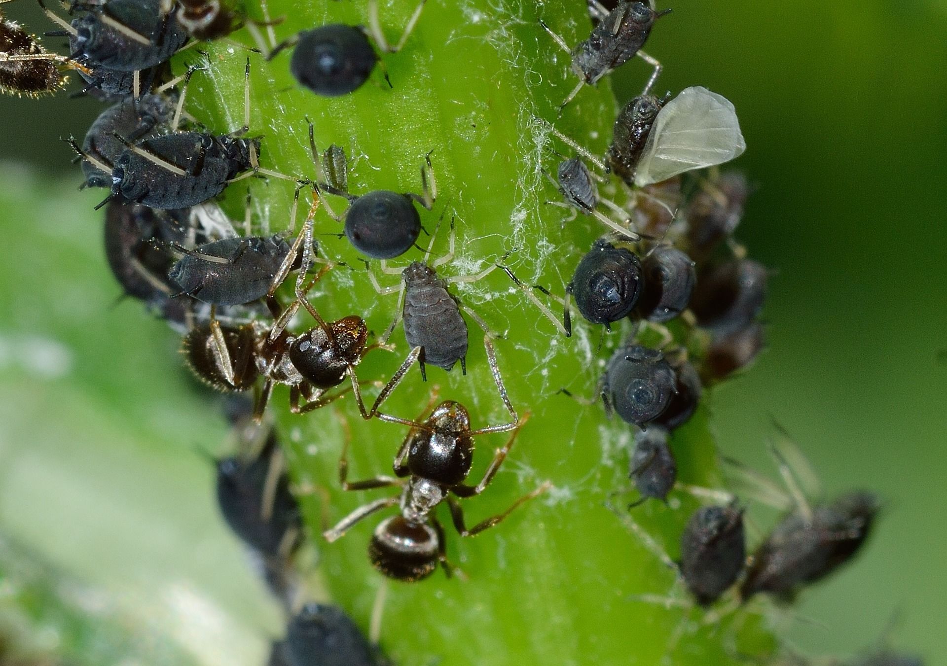 Люцерновая тля Aphis craccivora Koch