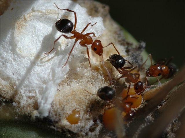 Чем питаются муравьи в дикой природе и на дачном участке