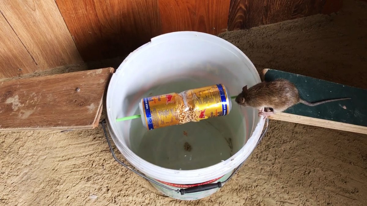 Как поймать крысу, сделать крысоловку своими руками (из бутылки), как установить, зарядить и какую приманку положить в ловушку + фото, видео