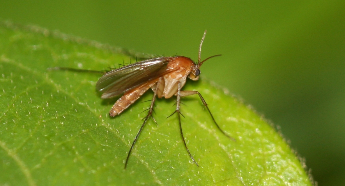 Сциариды: описание комариков и возможный вред для растений
