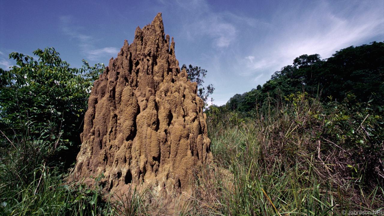 Древние архитекторы: в чем термиты превзошли человека