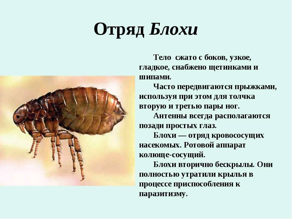 Блоха собачья | справочник пестициды.ru