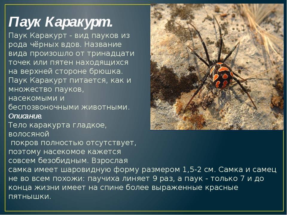 24 самых необычных паука в мире • всезнаешь.ру