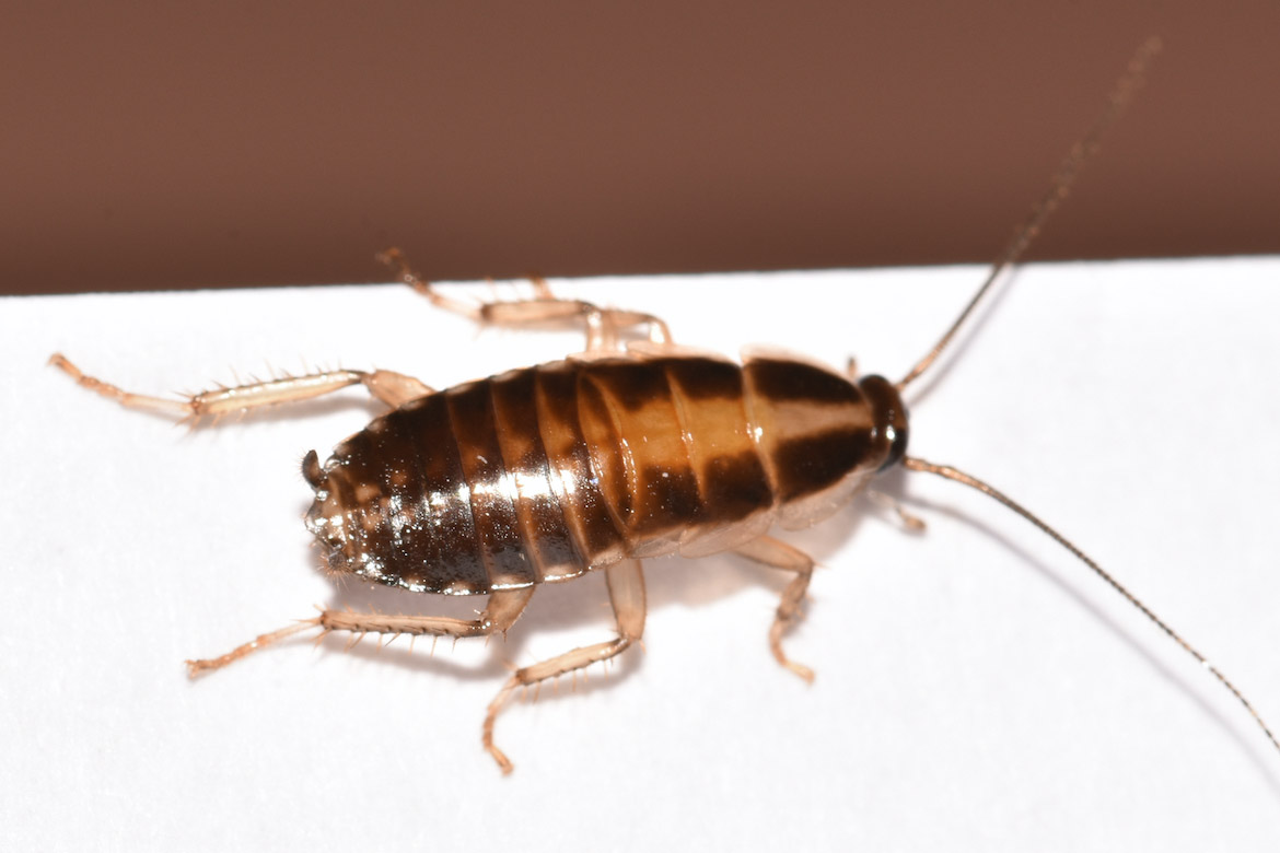 Почему тараканов называют стасиками и какие ещё в народе есть названия?