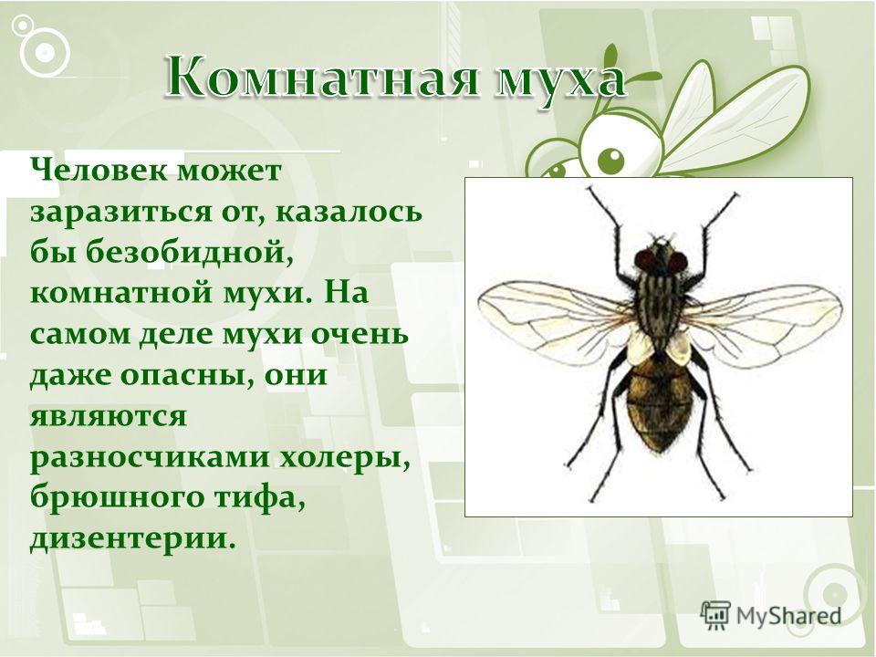 Комар – описание, образ жизни и среда обитания