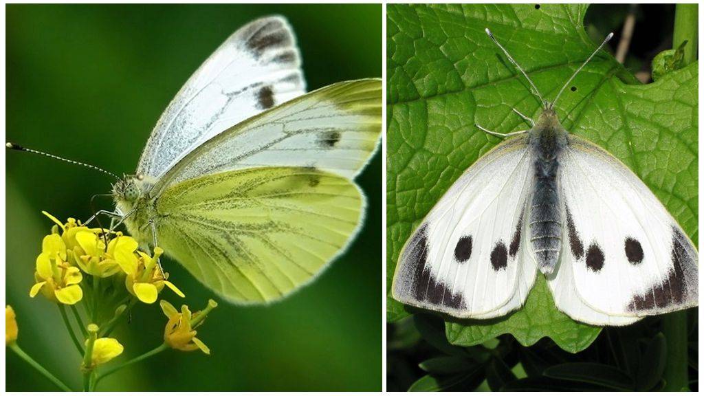 Как избавиться от бабочек-капустниц: как выглядит, что предпочитает, обзор механических, химических и народных методов борьбы, их плюсы и минусы