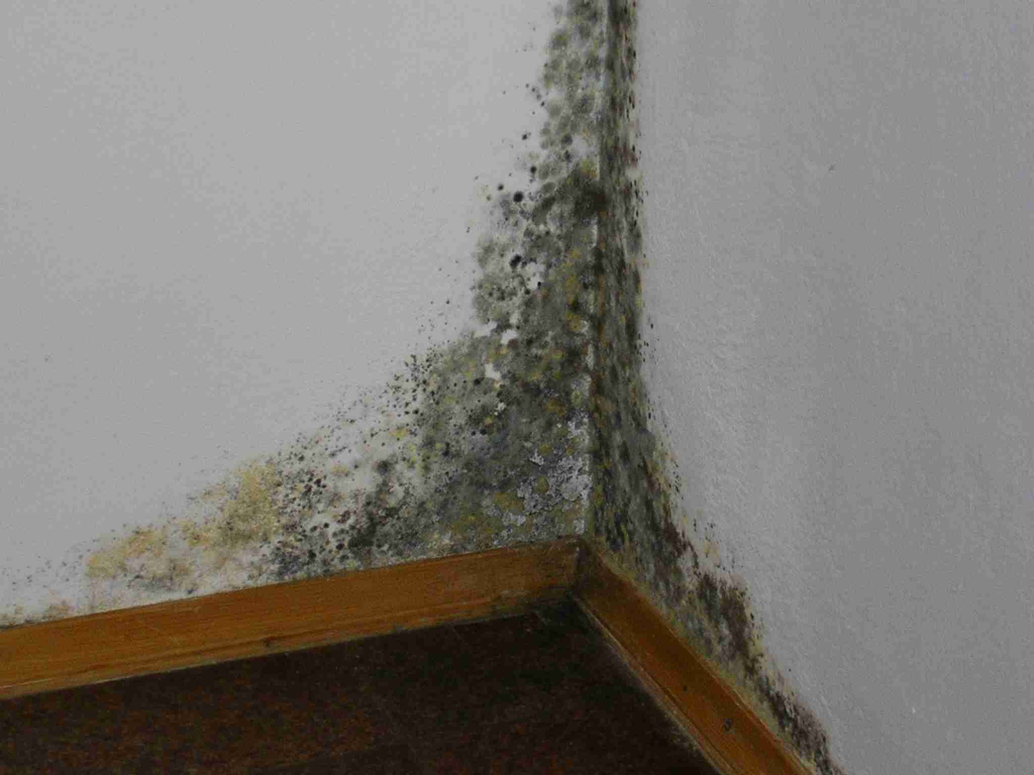 Плесень на стене в квартире: как избавиться, чем вывести плесень