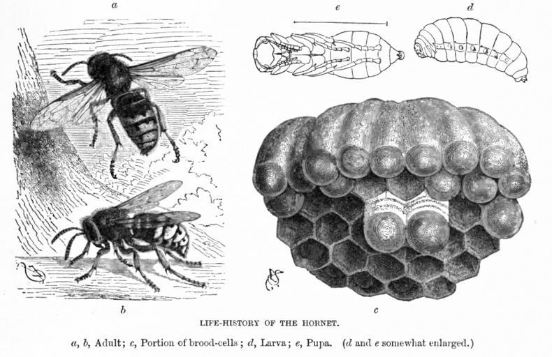 Матка осы – как живет царица полосатых насекомых?