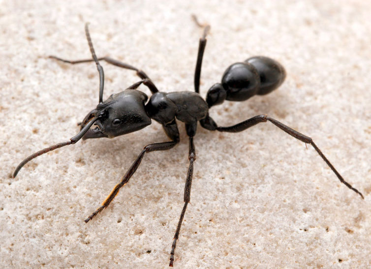 Муравьи убийцы - самые опасные муравьи в мире