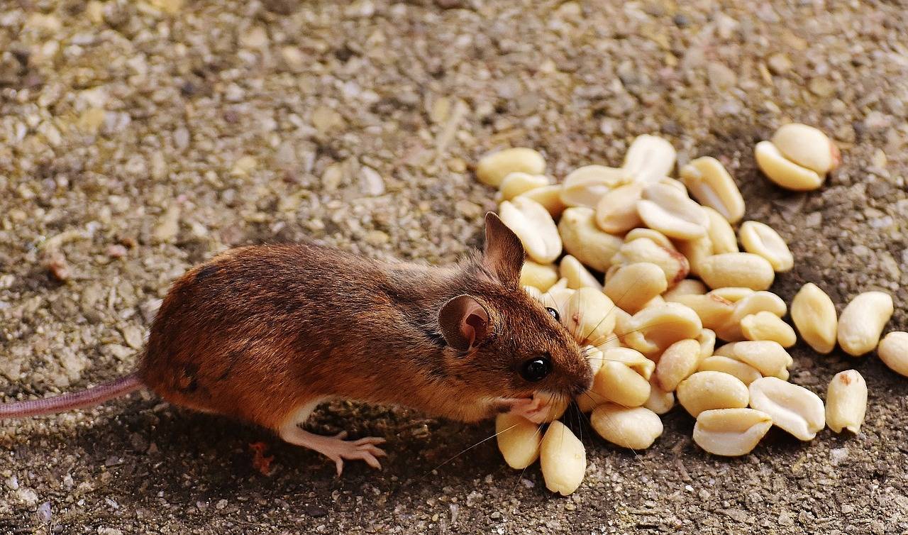 Сколько мышей рождается за один раз, как часто плодятся, сколько мышат в выводке у одной домовой мыши, сроки вынашивания детёнышей