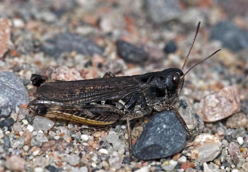 Саранча — насекомое-вредитель: описание, виды, где живет и чем питается предвестник бед и несчастий