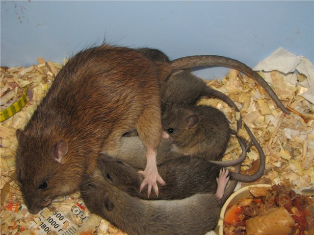 Крыса — внешний вид, обитание, жизненный цикл, опасность и разновидность + 87 фото