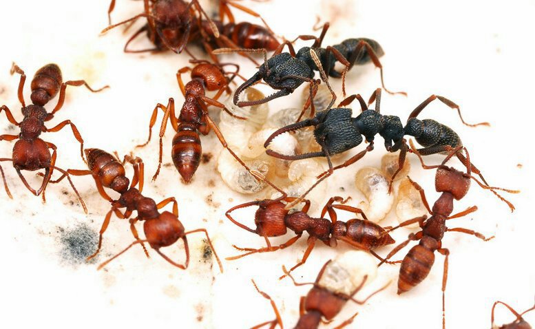 Самые опасные муравьи в мире — опасность для человека и где они обитают!